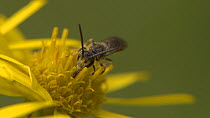 Close-up of a Sweat bee (Lasioglossum) nectaring on a flower before taking off, England, UK, September.