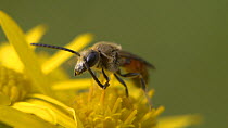 Close-up of a Sweat bee (Lasioglossum) nectaring on a flower before grooming itself and taking off, England, UK, September.