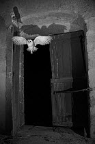Barn owl (Tyto alba) flying into barn at night, taken with infra red remote camera trap, Mayenne, Pays de Loire, France, November.