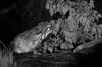 Eurasian beaver (Castor fiber) feeding, Rhone River, France.