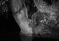 Eurasian beaver (Castor fiber) at edge of river, Rhone River, France.