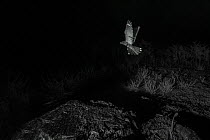 Nightjar (Caprimulgus europaeus) in flight, taken at night with infra-red remote camera trap, France, June.