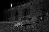Rabbits (Oryctolagus cuniculus) in garden, taken at night with infra red remote camera trap, Mayenne, Pays de Loire, France.
