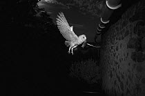 Barn owl (Tyto alba) flying towards barn with rodent prey in beak, taken at night with infra red remote camera trap, Mayenne, Pays de Loire, France.
