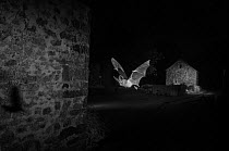 Grey long-eared bat (Plecotus austriacus) in flight past a barn, taken at night with infra-red remote camera trap. Mayenne, France, July.