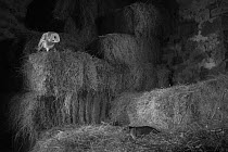 Barn owl (Tyto alba) among hay stacks watching Brown rat (Rattus norvegicus) with head tilted to side. Mayenne, Pays de Loire, France.
