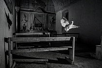 Barn owl (Tyto alba) flying in old chapel at night, taken with infra red remote camera trap, Mayenne, Pays de Loire, France, November.