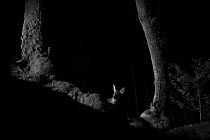 Roe deer (Capreolus capreolus) female, taken at night with infra red remote camera trap, Mayenne, Pays de Loire, France. September.