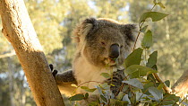 Koala (Phascolarctos cinereus), eating Eucalyptus leaves, Victoria, Australia.