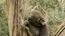 Koala (Phascolarctos cinereus), eating Eucalyptus leaves, Victoria, Australia.