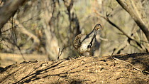 Pair of Malleefowl (Leipoa ocellata) digging out a nesting mound, Victoria, Australia.