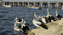 Australian pelican (Pelecanus conspicillatus) preening and resting on rocks, Kangaroo Island, South Australia.