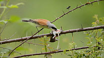 Male Red backed shrike (Lanius collurio) feeding on a mouse at its larder, France, June.