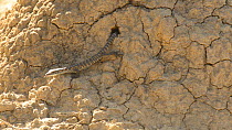 Juvenile Rosenberg's monitor (Varanus rosenbergi) emerging from a termite mound, Kangaroo Island, South Australia.