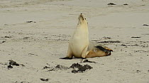 Female Australian sea lion (Neophoca cinerea) on a beach, Seal Bay Conservation Area, Kangaroo Island, South Australia.