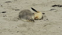 Female Australian sea lion (Neophoca cinerea) resting on a beach with a pup, Seal Bay Conservation Area, Kangaroo Island, South Australia.