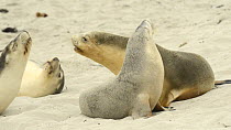 Two female Australian sea lions (Neophoca cinerea) playing and interacting on a beach, with others nearby, Seal Bay Conservation Area, Kangaroo Island, South Australia.
