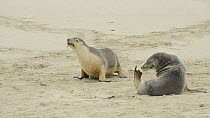 Two female Australian sea lions (Neophoca cinerea) resting and scratching on a beach, Seal Bay Conservation Area, Kangaroo Island, South Australia.