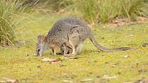 Female Tamar wallaby (Macropus eugenii) grazing with a joey in her pouch, Kangaroo Island, South Australia.