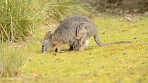 Female Tamar wallaby (Macropus eugenii) grazing with a joey in her pouch, Kangaroo Island, South Australia.
