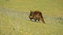 Male Western grey kangaroo (Macropus fuliginosus) grazing, Kangaroo Island, South Australia.