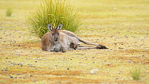 Female Western grey kangaroo (Macropus fuliginosus) rolling with a large joey in her pouch, Kangaroo Island, South Australia.