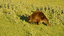 Male Western grey kangaroo (Macropus fuliginosus) grazing, Kangaroo Island, South Australia.