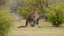 Female Western grey kangaroo (Macropus fuliginosus) grazing with a large joey in her pouch, Kangaroo Island, South Australia.