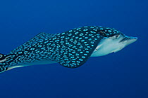 Spotted eagle ray (Aetobatus narinari) with parasitic copepod attached to snout, Turneffe Atoll, Belize.