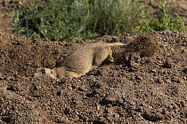 Western white-tailed prairie dog (Cynomys leucurus) excavating a new burrow in the side of an old burrow. Arapahoe National Wildlife Refuge of North Park, Colorado, USA, June.