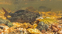 Arctic grayling (Thymallus arcticus) male and female getting ready to spawn, North Park, Colorado, USA, June.