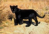 Black Jaguar (Panthera onca) kitten, captive.