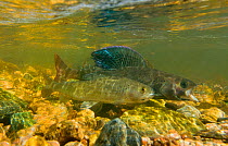 Arctic grayling (Thymallus arcticus) male and female swimming side by side during spawning run, North Park, Colorado, USA, June.