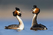 Great crested grebe (Podiceps cristatus) pair during courtship, The Netherlands. April.
