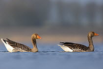 Greylag goose (Anser anser) adults on water. The Netherlands. April