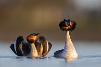 Great crested grebe (Podiceps cristatus) pair during courtship. The Netherlands. April.