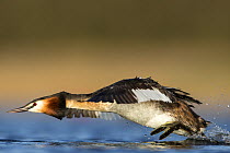 Great crested grebe (Podiceps cristatus) running over the water surface during territorial dispute in breeding season. The Netherlands. April.