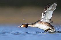 Great crested grebe (Podiceps cristatus) running over the water surface during territorial dispute in breeding season. The Netherlands. April.