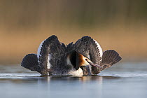 Great Crested Grebe (Podiceps cristatus) spreading its wings wide and keeping crest erect to impress its partner during courtship. The Netherlands. April.