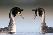 Great crested grebe (Podiceps cristatus) pair in courtship dance, The Netherlands. April.