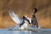 Great crested grebe (Podiceps cristatus) fighting in territorial dispute in the breeding season. The Netherlands. April.