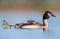 Great crested grebe (Podiceps cristatus)  stretching and showing its huge foot. The Netherlands. April.