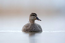 Gadwall (Anas strepera) male. The Netherlands. April