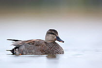 Gadwall (Anas strepera) male. The Netherlands. April