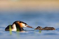 Great crested grebe (Podiceps cristatus) feeding chick feather. The Netherlands. June 2015