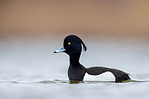 Tufted duck (Aytha fuligula) portrait of a male in breeding plumage. The Netherlands. March.