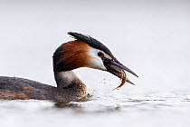 Great crested grebe (Podiceps cristatus) with fish prey, The Netherlands. March.