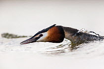Great crested grebe (Podiceps cristatus) in threat posture,  The Netherlands. March.