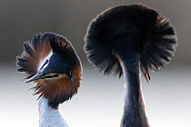 Great crested grebe (Podiceps cristatus) pair with crest erect during courtship dance, The Netherlands. March.