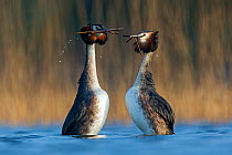 Great Crested Grebe (Podiceps cristatus) pair in courtship weed dance during courtship close to a reedbed. The Netherlands. April.